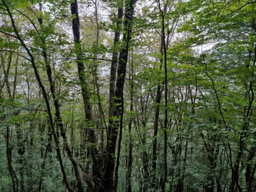 عکس بام رامسر