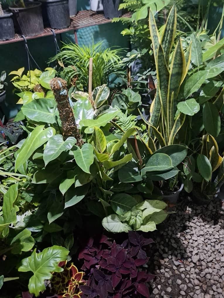 عکس گلسرای بهار