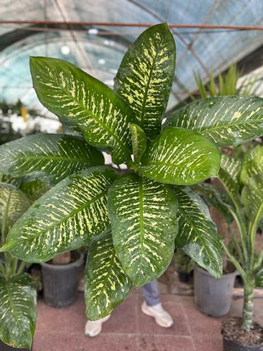 عکس گلخانه آیریس شعبه مرکزی