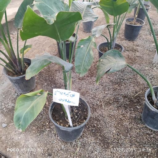 عکس گلخانه آیریس شعبه مرکزی