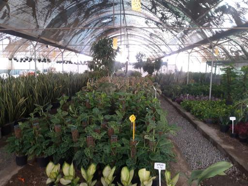 عکس گلخانه آیریس شعبه مرکزی