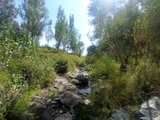عکس روان