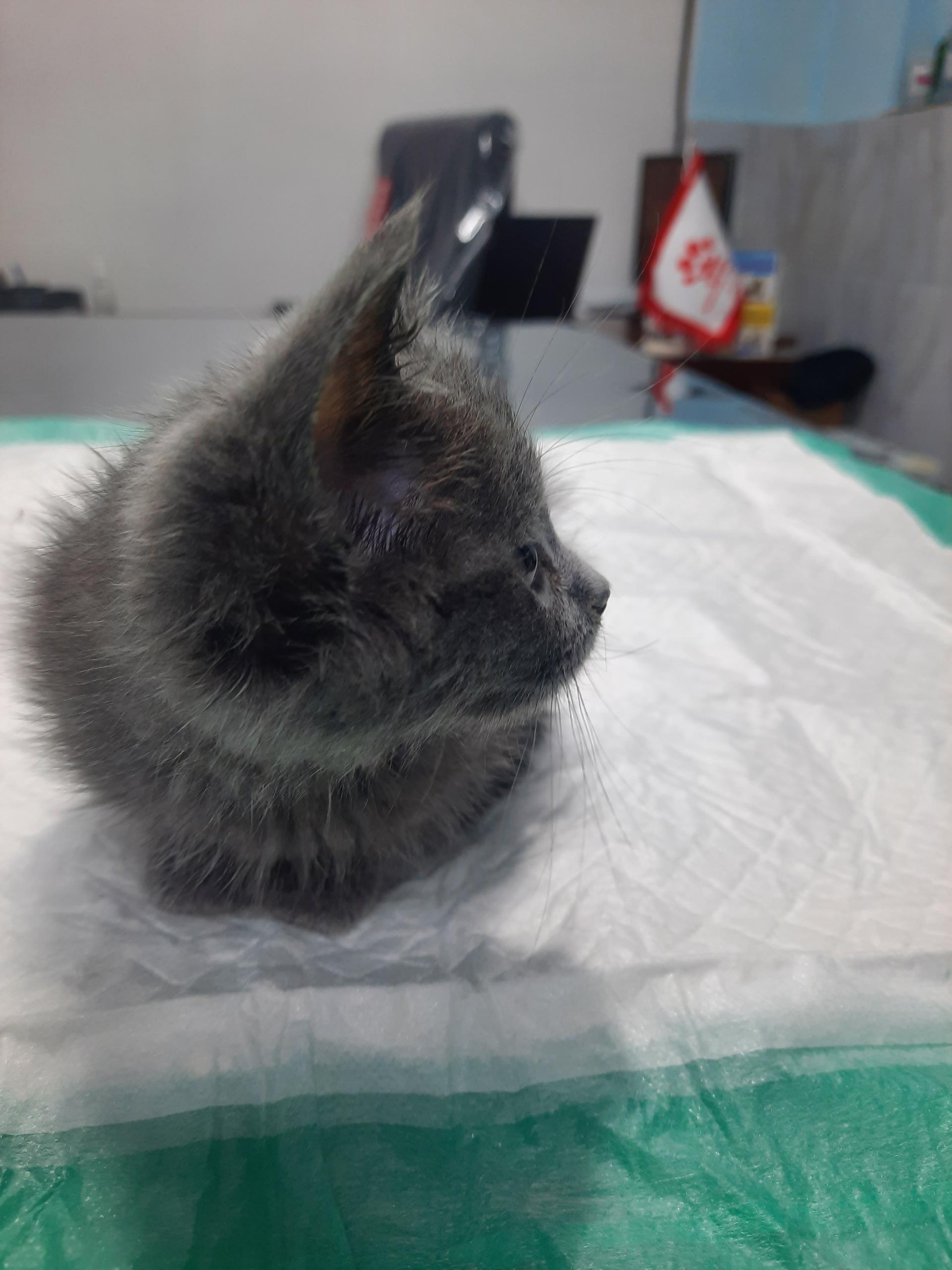 عکس کلینیک دامپزشکی رویال