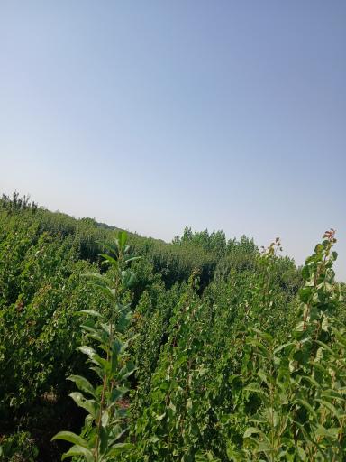 عکس فرخ آباد