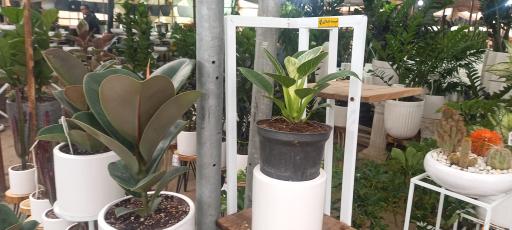 عکس گل فروشی