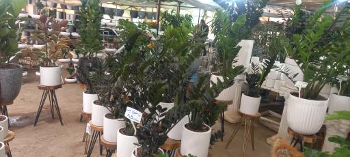 عکس گل فروشی