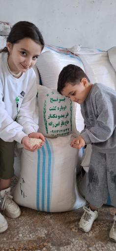 عکس بوجاری برنج باقرامین زاده 