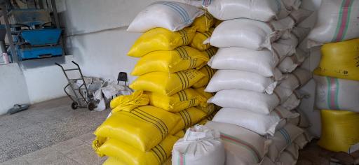 عکس بوجاری برنج باقرامین زاده 