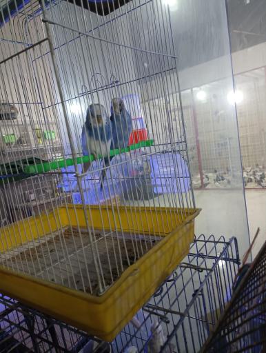 عکس بازار پرندگان زینتی مشهد 