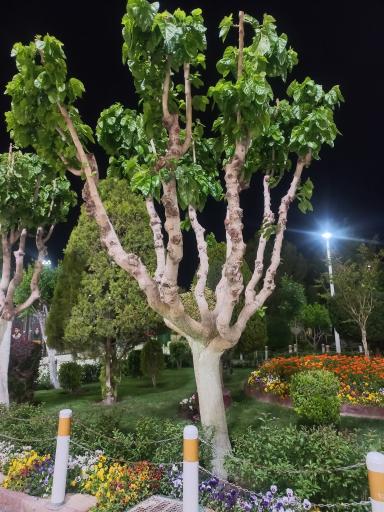 عکس باغ رضوان