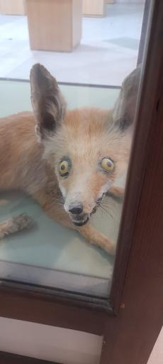 عکس موزه ژئوپارک