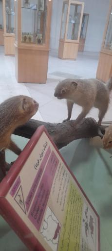 عکس موزه ژئوپارک