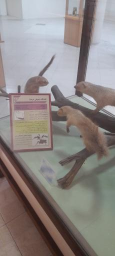 عکس موزه ژئوپارک