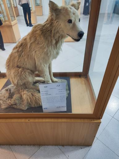 عکس موزه ژئوپارک