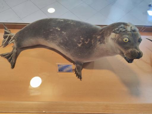 عکس موزه ژئوپارک