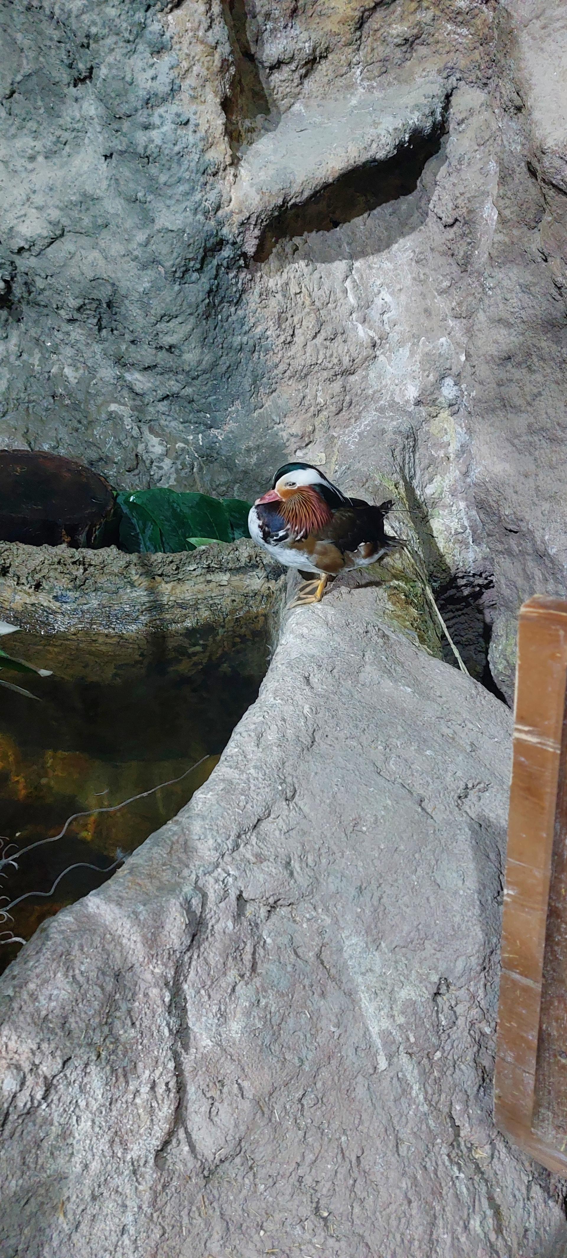 عکس غار آکواریوم گنجنامه