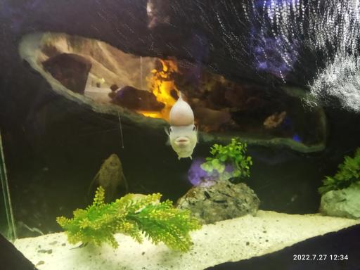 عکس غار آکواریوم گنجنامه