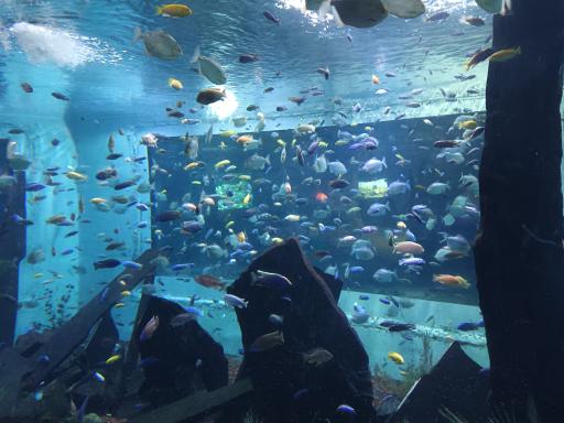 عکس غار آکواریوم گنجنامه