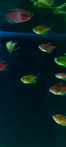 عکس غار آکواریوم گنجنامه