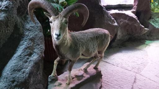 عکس غار آکواریوم گنجنامه