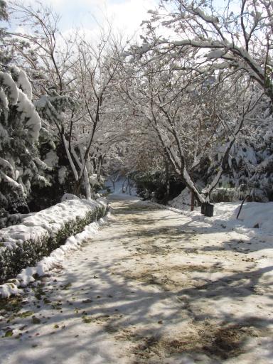 عکس کوه صفه