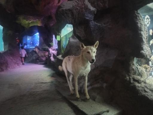 عکس غار آکواریوم گنجنامه