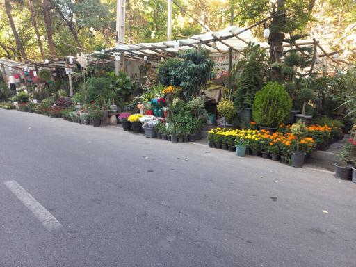 عکس گلفروشی پامچال