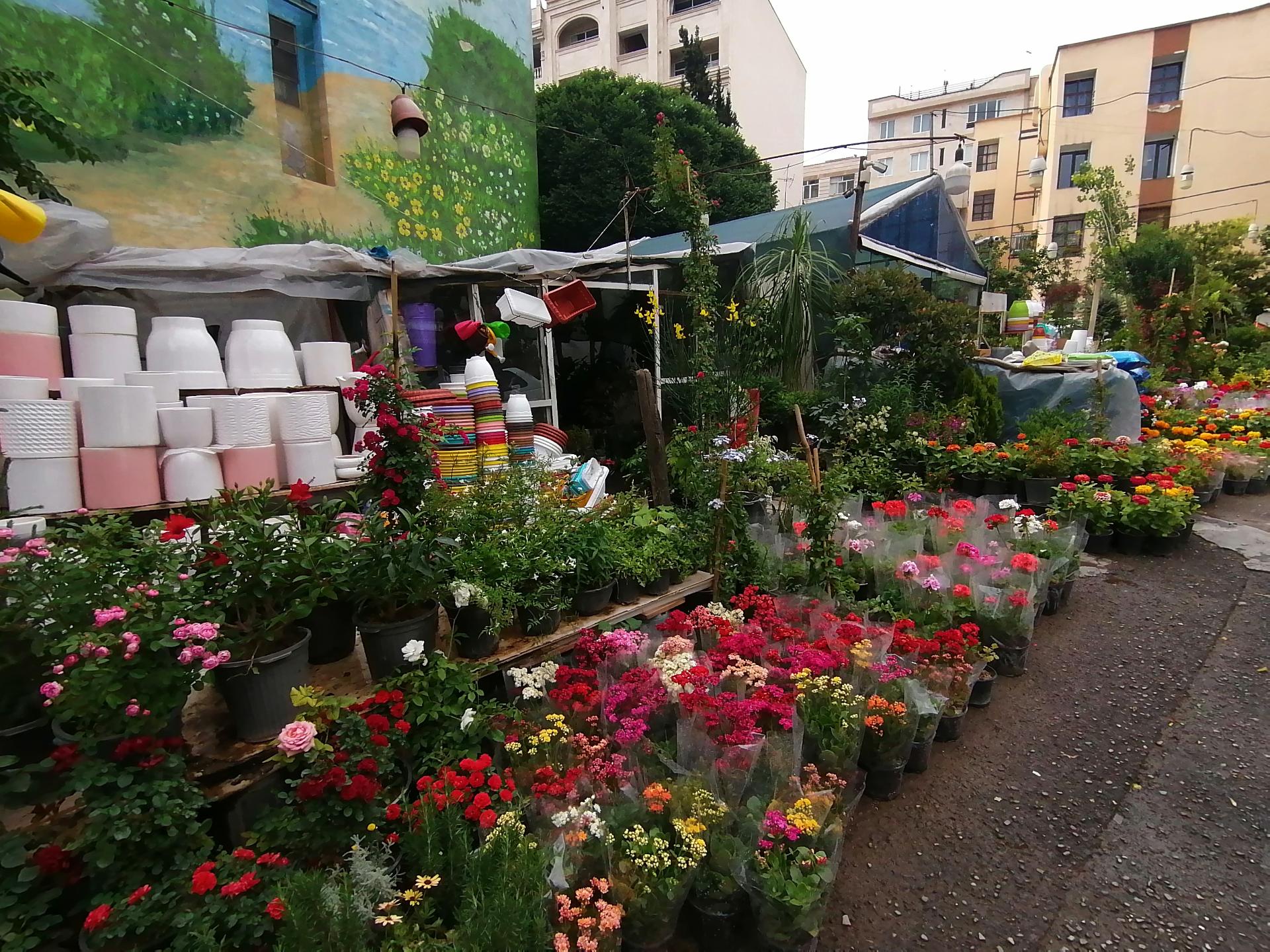 عکس باغ گل 