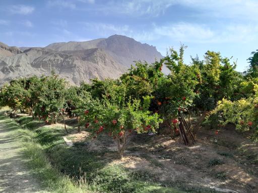 عکس محمودآباد
