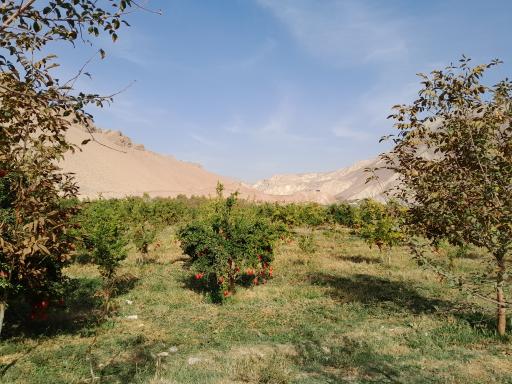 عکس محمودآباد
