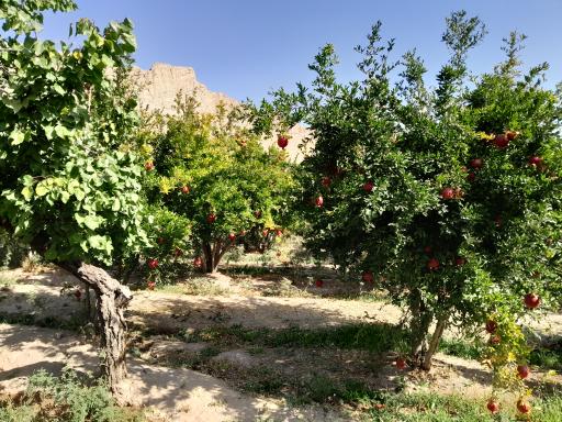 عکس محمودآباد