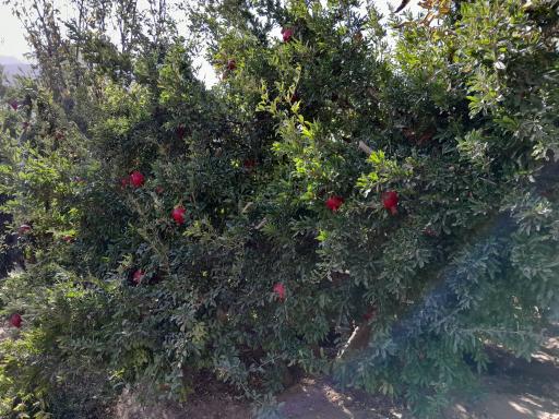 عکس محمودآباد