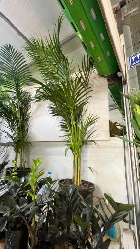 گل و گیاه میثم کریمی