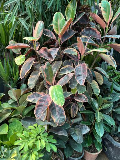 گل و گیاه میثم کریمی