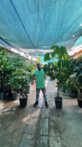 عکس گل و گیاه میثم کریمی