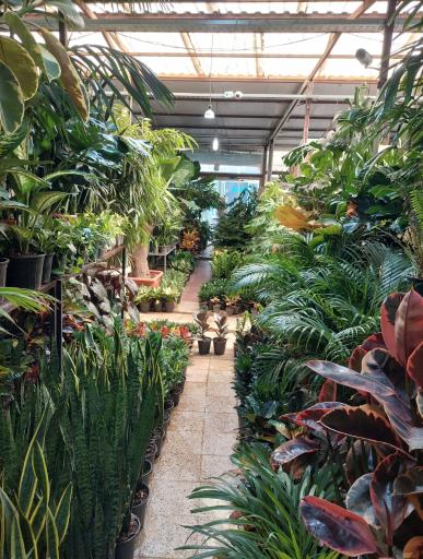 عکس گل و گیاه میثم کریمی