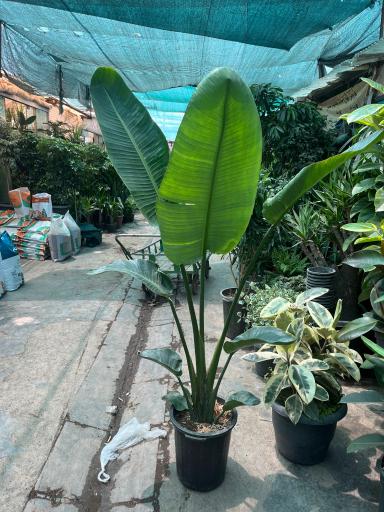 گل و گیاه میثم کریمی