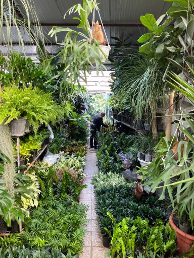 گل و گیاه میثم کریمی