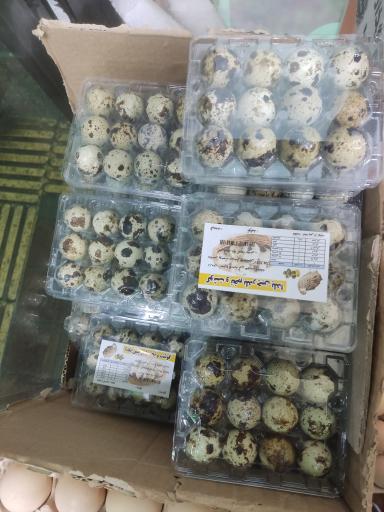 پخش تخم مرغ آقائی