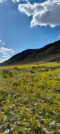 عکس قره تپه