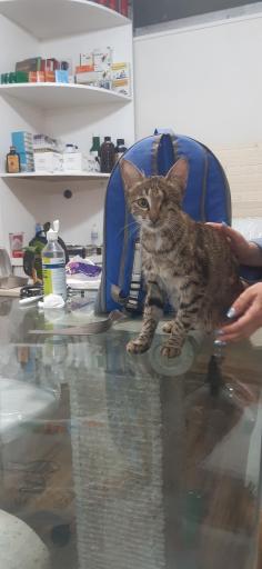 عکس دامپزشکی کلینیک حیوانات