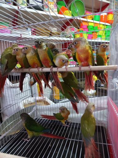 عکس پرنده فروشی حامد