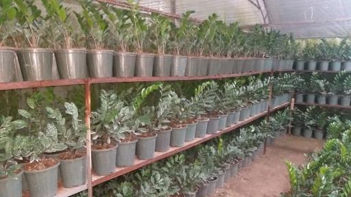 عکس گلخانه ونوس