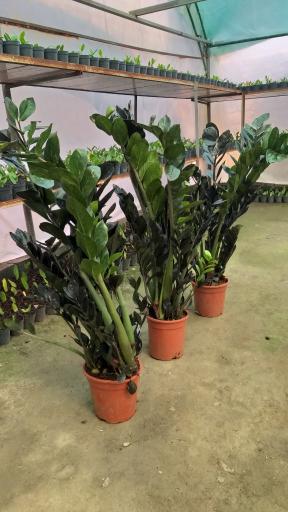 عکس گلخانه ونوس