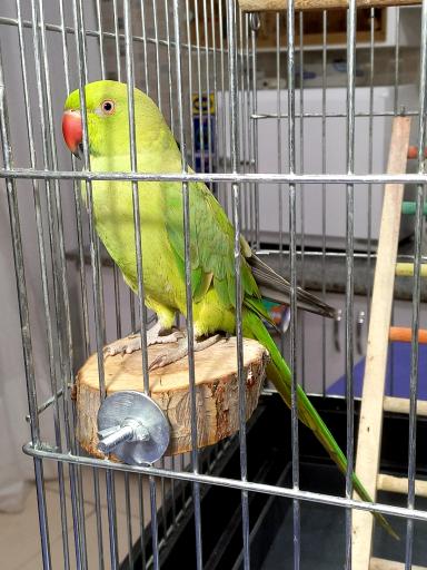 عکس کلینیک دامپزشکی یاس فولادشهر