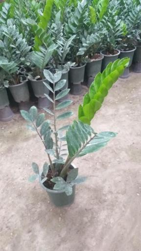 عکس گلخانه ونوس