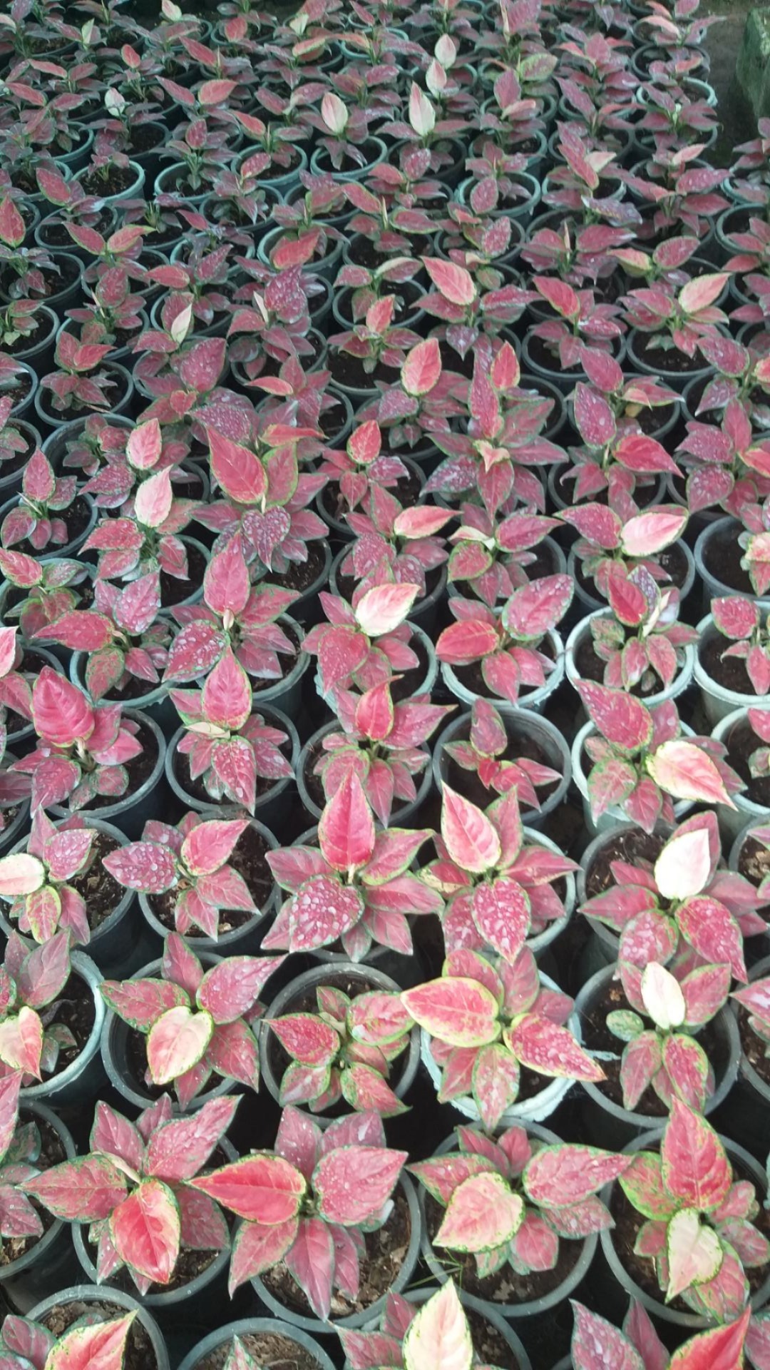 عکس گلخانه ونوس