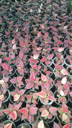 عکس گلخانه ونوس