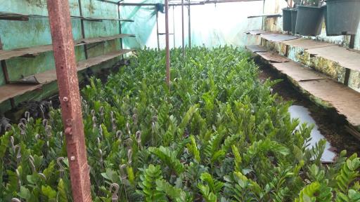 عکس گلخانه ونوس