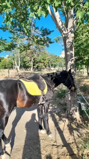 عکس مجموعه سوارکاری باغلارباغی 